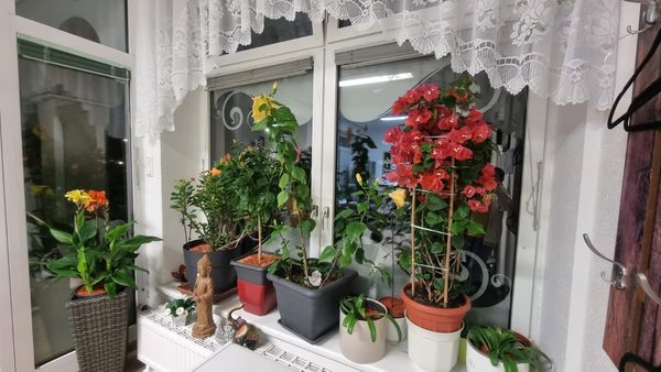 Fenster mit blühenden Pflanzen im Studio